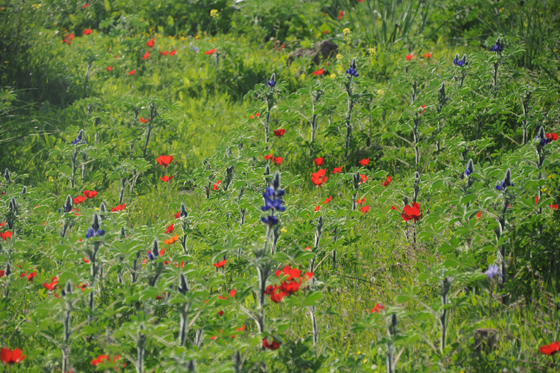 תורמוסים ונוריות בפריחה בירדן ההררי - רמת כורזים