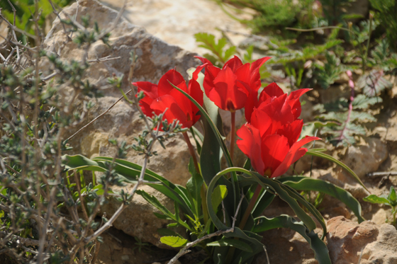 צבעוני המדבר בפריחה סמוך לחניון הרועה - מרכז הנגב